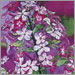 Phlox Pink Spray